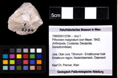 Foto (Objekt + Etiketten) von Pithonoton marginatum (von Meyer, 1842) 